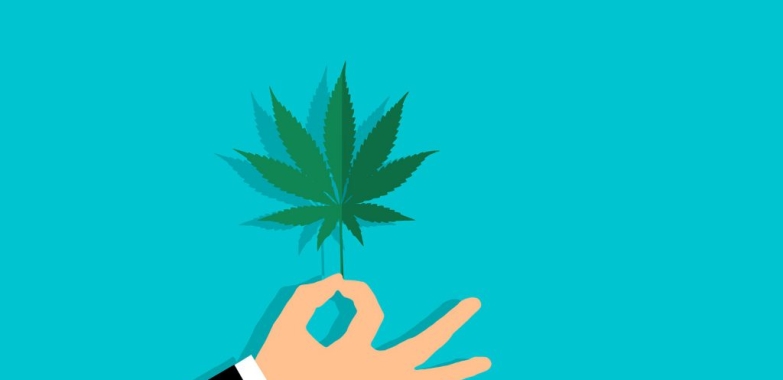 Medyczna marihuana – hit czy kit?